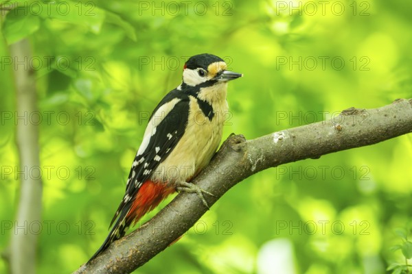 Great spotted woodpecker (Dendrocopos major) sitting on a branch, Bavaria, Germany, Europ, Europe