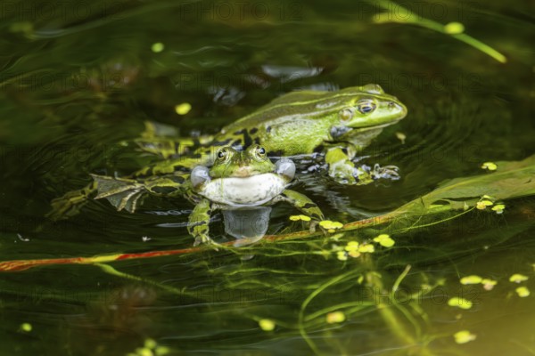 Edible frog (Pelophylax esculentus) in a little lake in the water, Bavaria, Germany, Europe