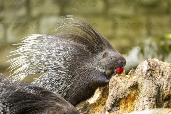 Old World porcupines (Hystrix cristata), Germany, Europe