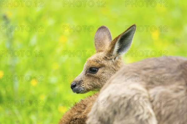 Eastern grey kangaroo (Macropus giganteus) on a meadow, Bavaria, Germany, Europe