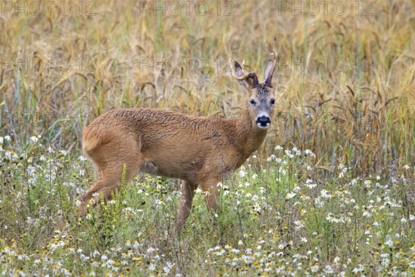 European roe deer (Capreolus capreolus) buck, male with deformed antlers showing distorted spike in