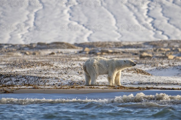 Polar bear (Ursus maritimus), male on beach in front of glacier, Kvitøya, Svalbard and Jan Mayen