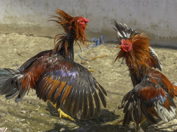 Cockfight, Rantepao, Tana Toraja, Sulawesi, Indonesia, Asia