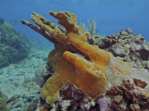A colourful elkhorn coral (Acropora palmata) dominates the underwater landscape, dive site John