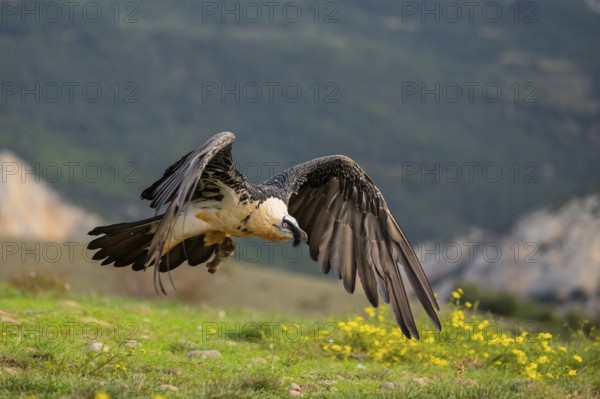 Bearded Vulture (Gypaetus barbatus) adult bird in flight with mountains in the backround, Pyrenees,