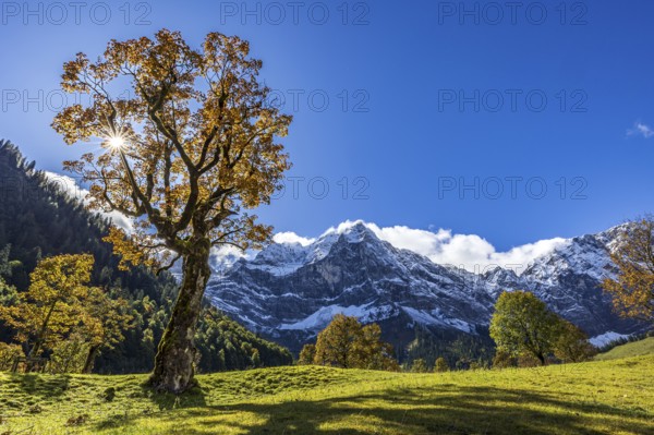 Maple tree in front of snow-covered mountains, sunbeams, backlight, autumn colours, sunny, Engalm,