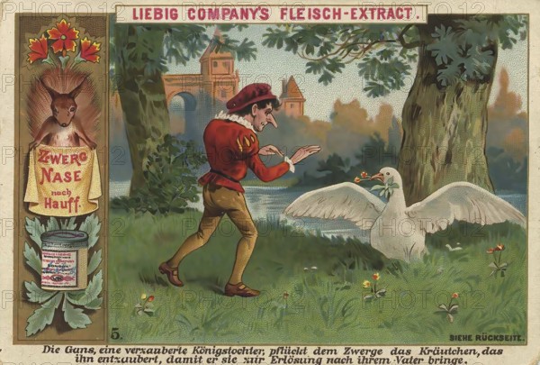 Picture series Dwarf Nose, 5, The goose, an enchanted princess, picks the herb that disenchants the