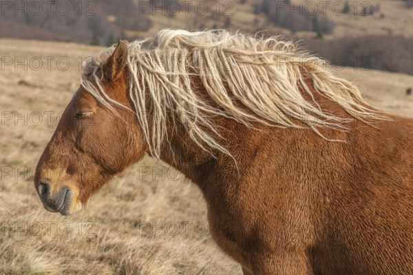 A brown horse with long hair is standing in a field. The horse has a relaxed expression on its face