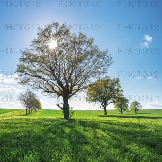 Green grain field with large solitary oaks under a blue sky in spring backlit, Burgenlandkreis,