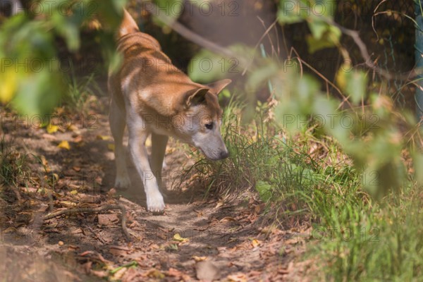 One New Guinea singing dog or New Guinea Highland dog (Canis hallstromi) (Canis dingo hallstromi,