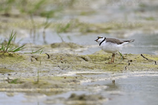 Little Ringed Plover (Charadrius dubius), standing in silt, Aue nature reserve, Reussegg, Sins,