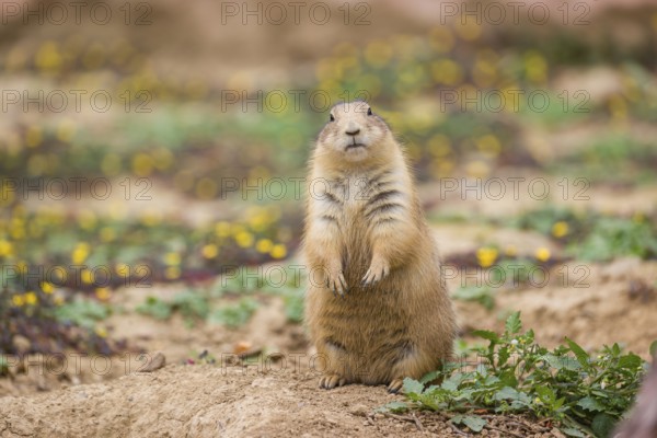 A black-tailed prairie dog (Cynomys ludovicianus) sits upright on sandy ground, observing the