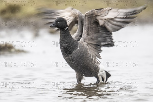 Brent goose (Branta bernicla), Amrum, Schleswig-Holstein, Germany, Europe