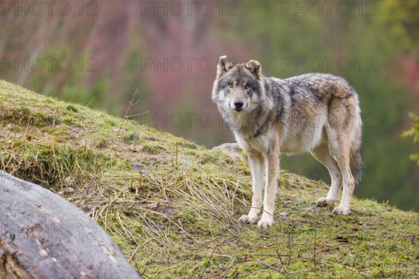 An adult male grey wolf (Canis lupus lupus) stands on a sloping meadow on a hill and observes the