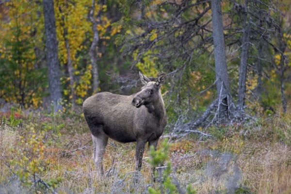 Moose, elk (Alces alces), adult female, cow on the taiga in autumn, fall, Sweden, Scandinavia,