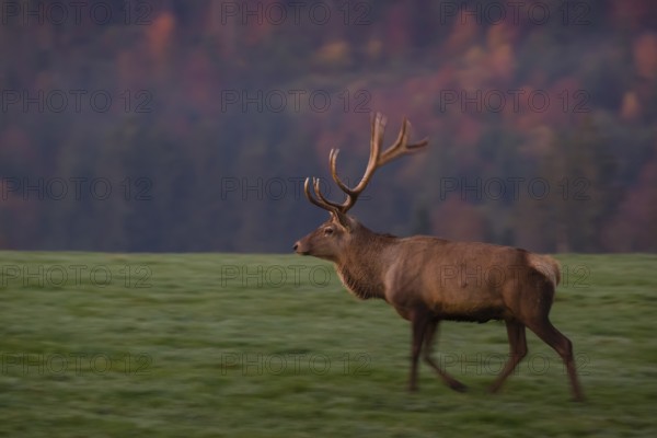 An Altai maral stag, Altai wapiti or Altai elk (Cervus canadensis sibiricus) walks across a green