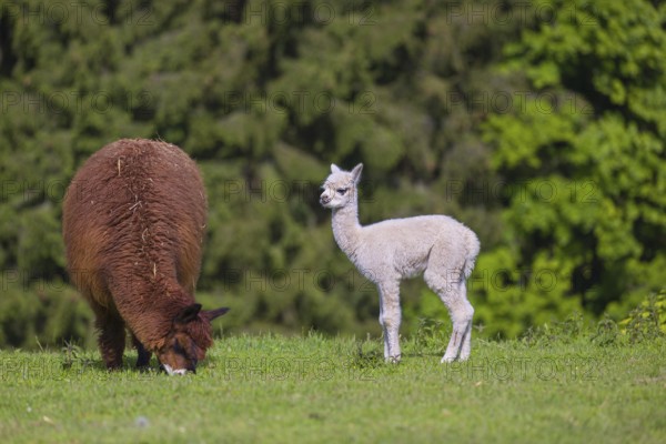One brown female Alpaca (Vicugna pacos) stands with her young on a fresh green meadow . A green