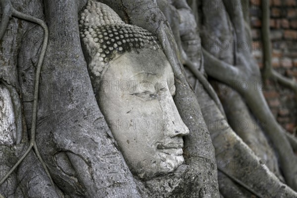Sandstone Buddha head at the foot of a Bodhi tree in Wat Mahathat, Temple of the Great and Holy