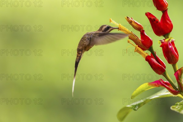 Long-billed Shadow Hummingbird (Phaethornis longirostris), Hummingbird (Trochilidae), Swiftbirds