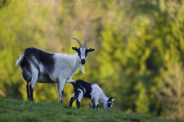 A female peacock goat (Capra aegagrus f. hircus) with her young is standing on a fresh green meadow