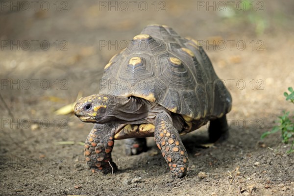 Coal turtle (Geochelone carbonaria), adult, foraging, South America