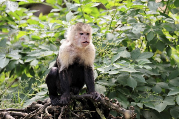 White-shouldered capuchin monkey (Cebus capucinus), adult, on the ground, alert, South America