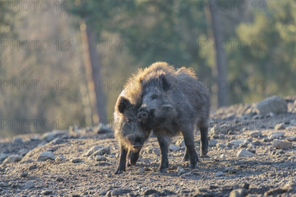 Two young wild boars (Sus scrofa) play fighting and dominance on a frozen field on a sunny day. A