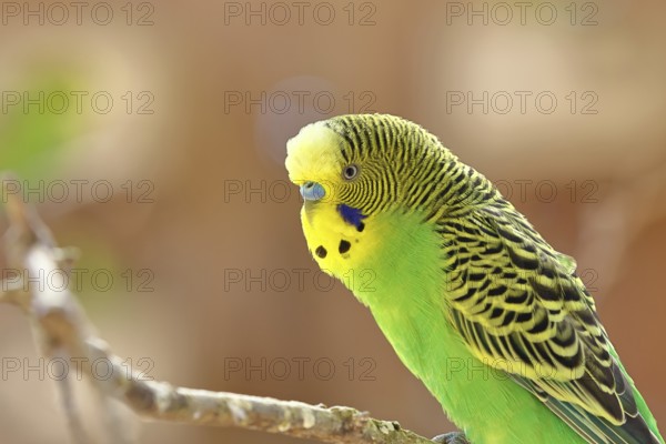Budgerigar (Melopsittacus undulatus), adult, natural colours, on a branch, portrait, animal