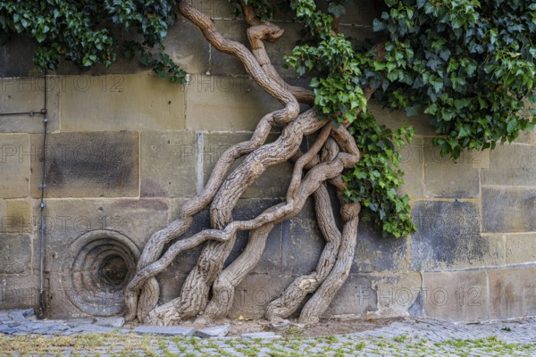 Common ivy, Hedera helix, growing on the outer wall of the Old Palace, Stuttgart,