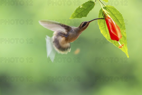 Long-billed Shadow Hummingbird (Phaethornis longirostris), Hummingbird (Trochilidae), Swiftbirds