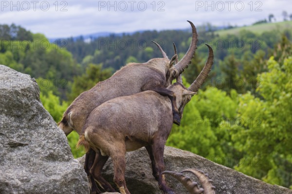 Two young male ibex (Capra ibex) playfight on rocks