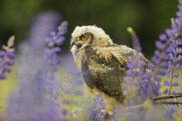One young Eurasian Eagle Owl, Bubo bubo, sitting on a twig between lupines growing on a meadow
