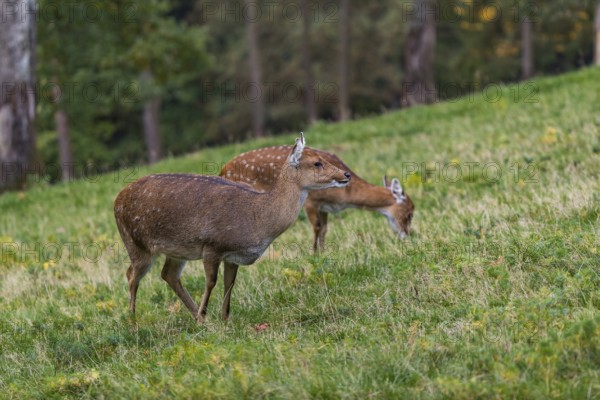 Two female Manchurian sika deer or Dybowski's sika deer (Cervus nippon mantchuricus or Cervus