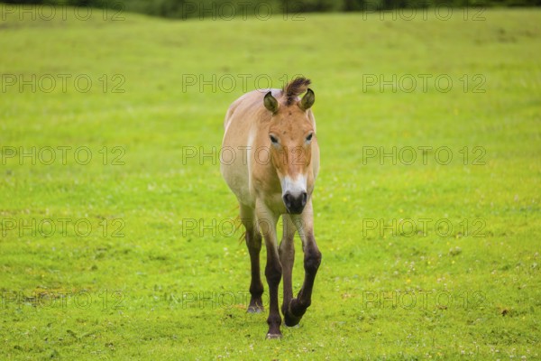 A Przewalski's horse (Equus ferus przewalskii or Equus przewalskii), walks across a paddock