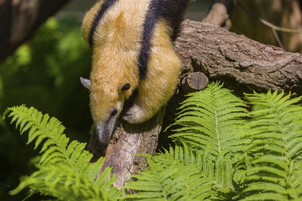 A southern tamandua (Tamandua tetradactyla), climbs down a tree in a forest