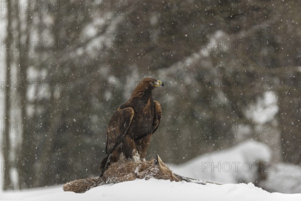 One golden eagle (Aquila chrysaetos) sitting on a carcass of a red fox on a snowy meadow during