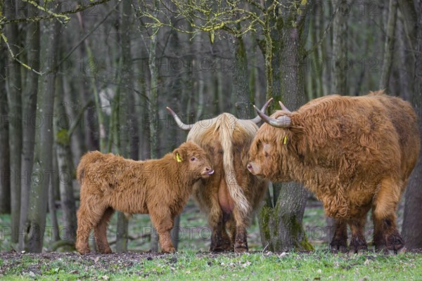 Different interests. A family of Highlands (Bos (primigenius), a bull, a cow and a calf stand at a