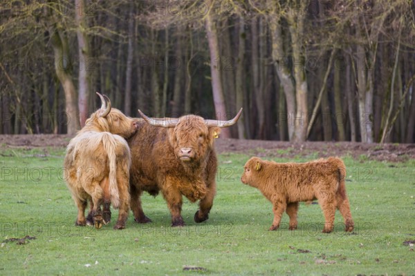 A family of Highlands (Bos (primigenius), a bull, a cow and a calf stand on a pasture at a forest