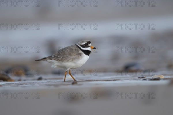 Ringed plover (Charadrius hiaticula) adult wading bird on a beach in summer, England, United