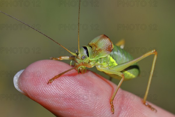Steppe saddle grasshopper, Steppe saddle grasshopper (Ephippiger ephippiger), male, in a vineyard,
