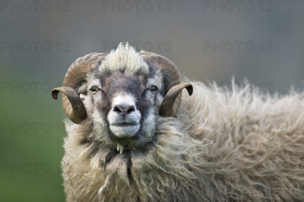Sheep ram with round horns, sheep, Mykines, Útoyggjar, Faroe Islands, Denmark, Europe