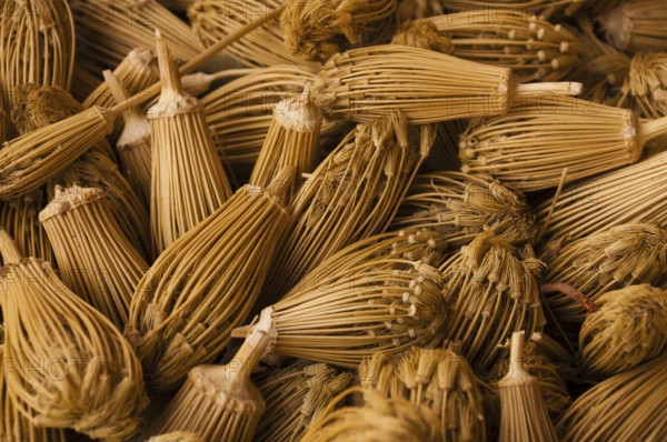 Dried plant flowers as natural toothpicks, Ouarzazate, Morocco, Africa