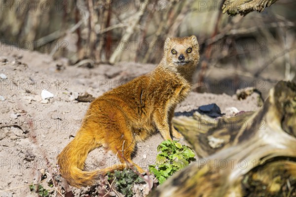 Yellow mongoose (Cynictis penicillata), in the dessert on a sunny day, captive