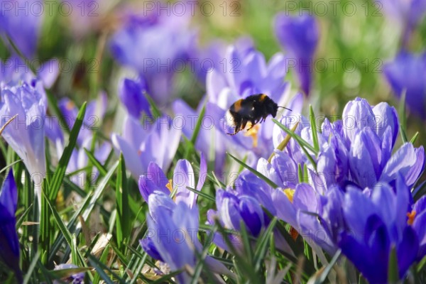Bumblebee, crocus flower, early March, Germany, Europe