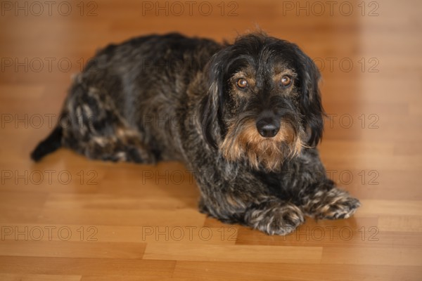 Rough-haired dachshund, male, lying on parquet floor, Stuttgart, Baden-Württemberg, Germany, Europe