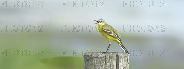 Yellow wagtail (Motacilla flava), singing on a pasture fence post, Dümmer, Lake Dümmer, Ochsenmoor,