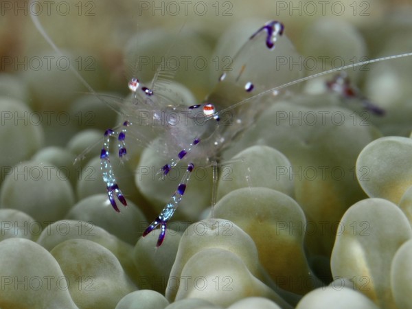 Saravati anemone partner shrimp (Ancylomenes sarasvati), partner shrimp, moves on greenish