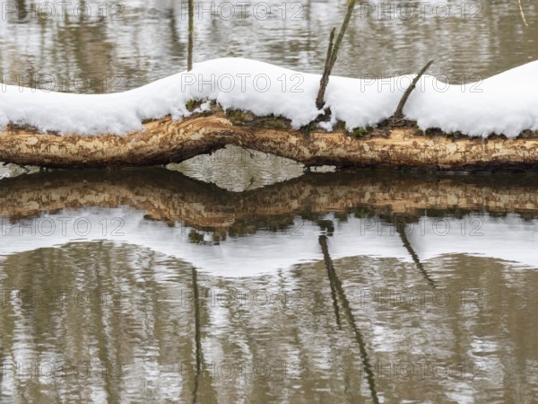 European beaver (Castor fibre), feeding marks on a tree trunk, Saale, winter, Upper Franconia,