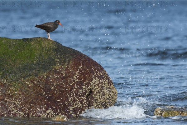 Cliff oystercatcher (Haematopus bachmani), sitting on a rock on the Pacific coast, British