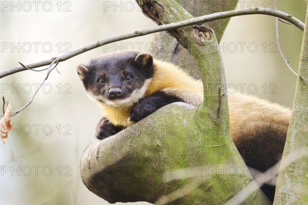 Yellow-throated marten (Martes flavigula) on a branch, Germany, Europe